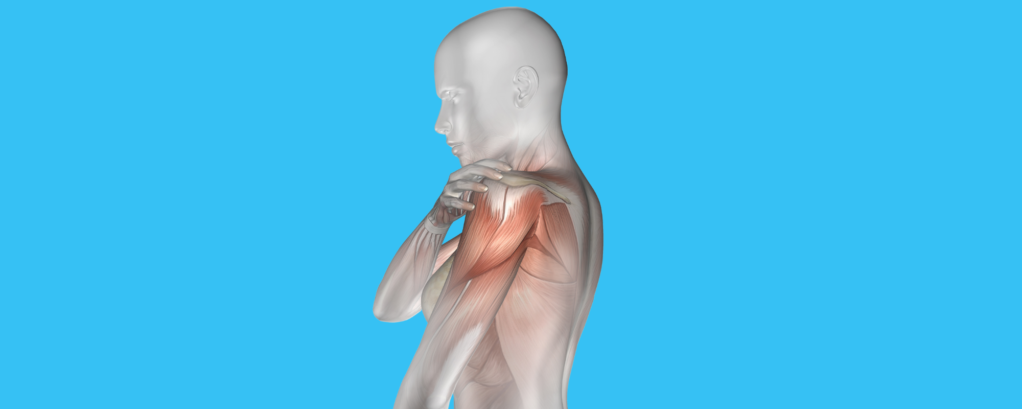 Brakial Pleksus Nedir